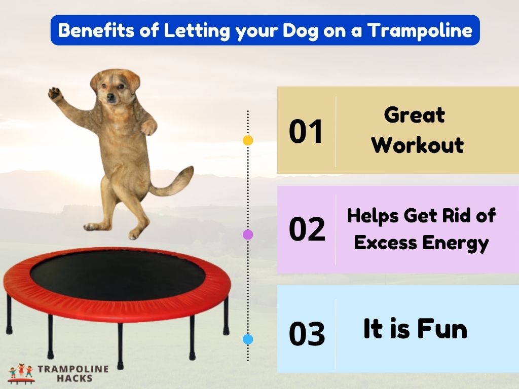 Benefits of Letting your Dog on a Trampoline