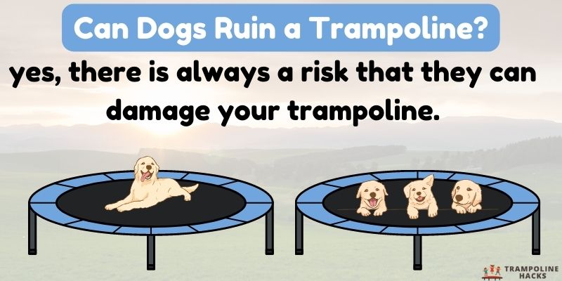 Can Dogs Ruin a Trampoline?