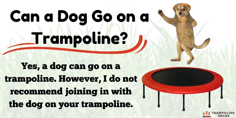 Can a Dog Go on a Trampoline?