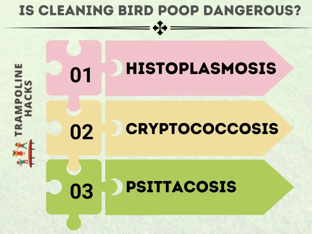 Is Cleaning Bird Poop Dangerous