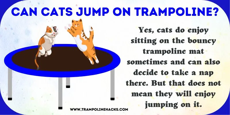 Can Cats Jump on Trampoline