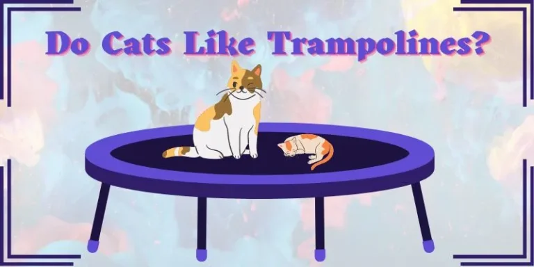 Do Cats Like Trampolines