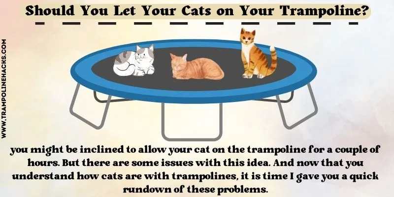 Should You Let Your Cats on Your Trampoline